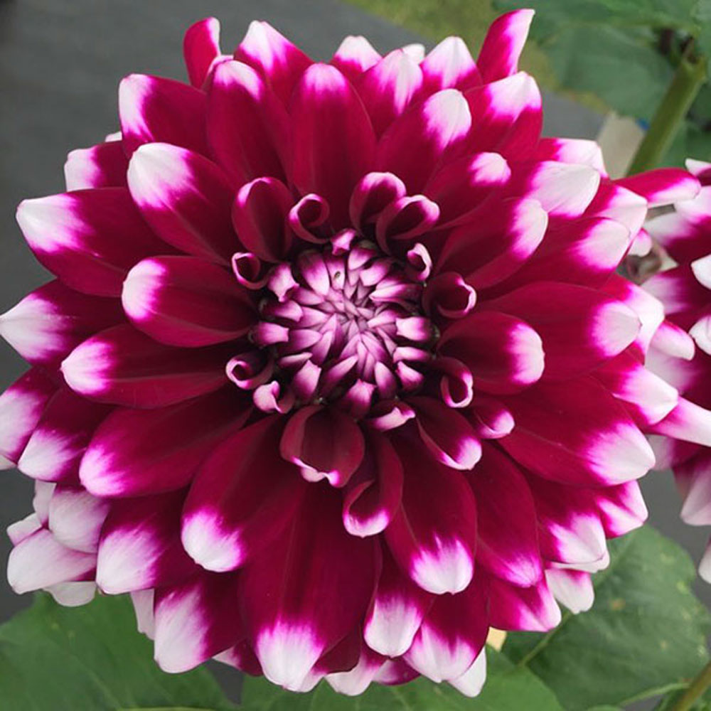 Ντάλια Edinburgh