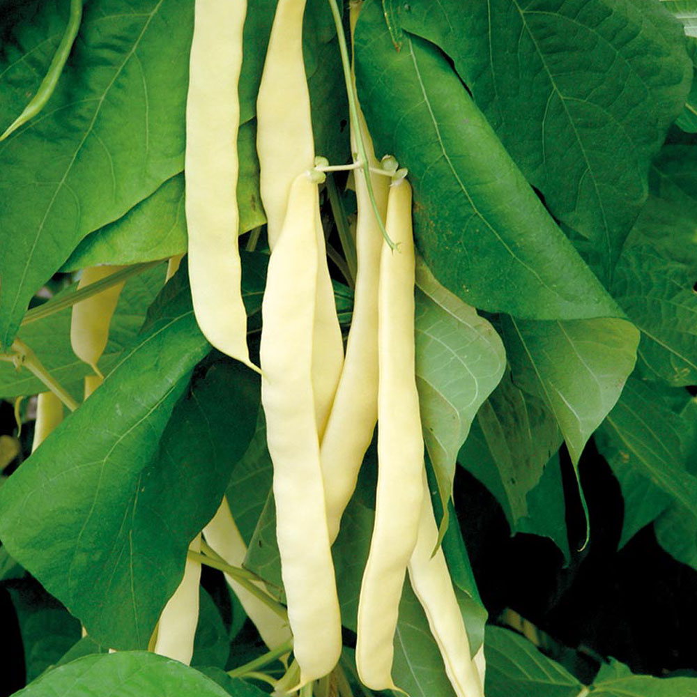 Φασόλι Αναρριχώμενο Κίτρινο