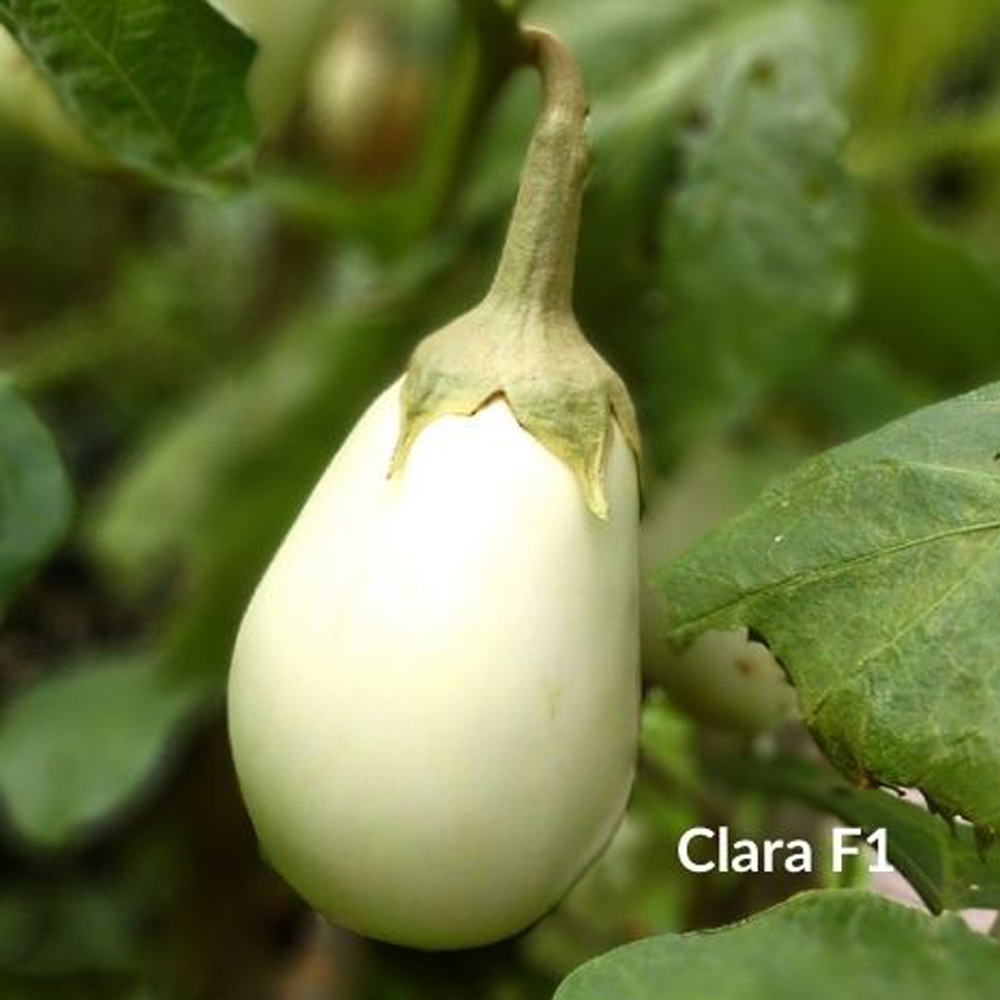 Mελιτζάνα Clara F1