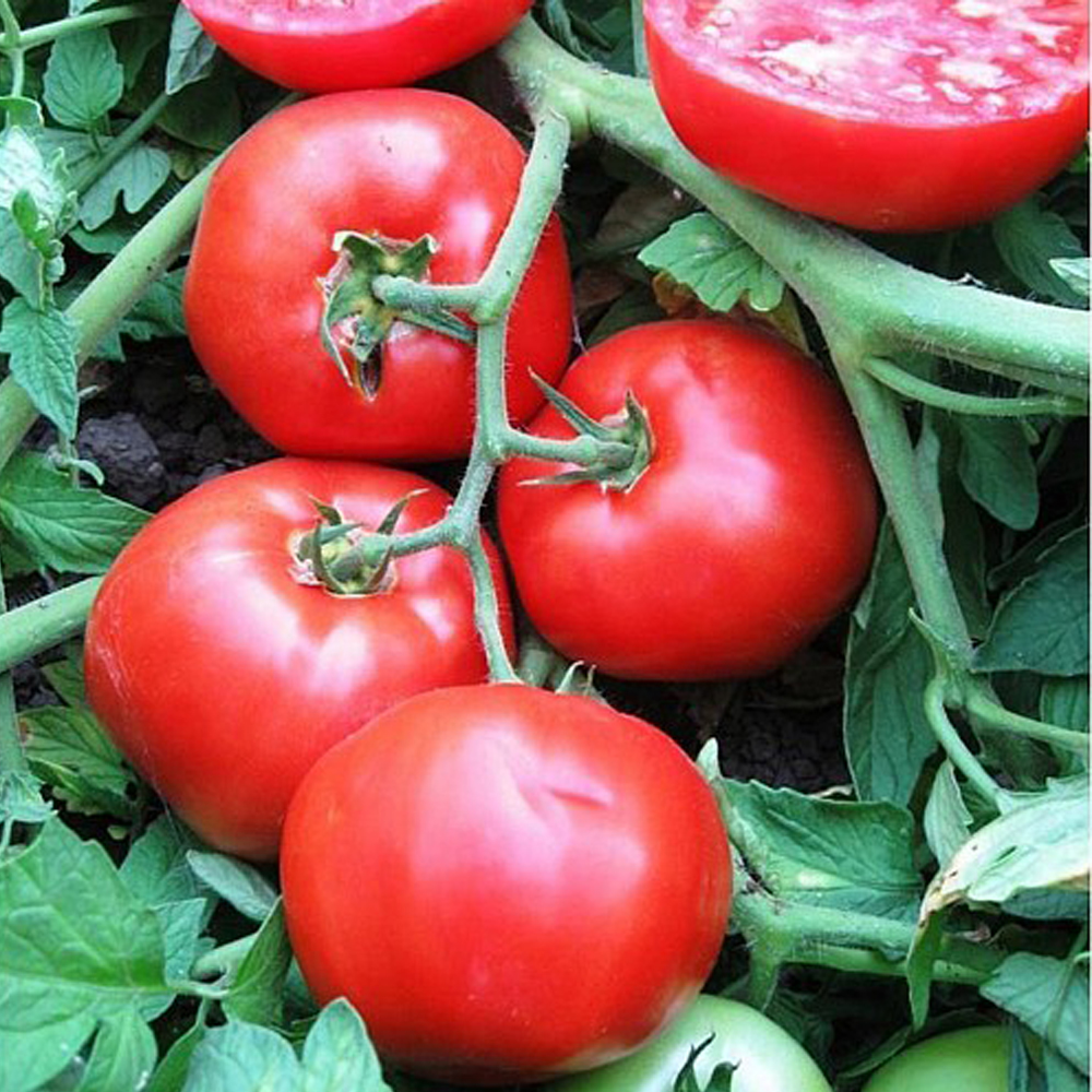 Τομάτα Υπαίθρια Clodin F1