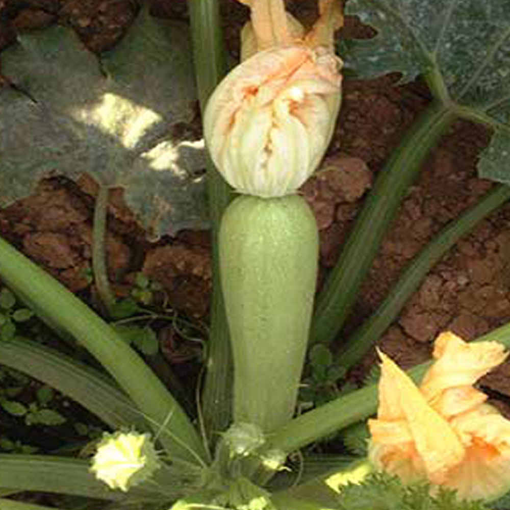 Κολοκύθι Carisma F1