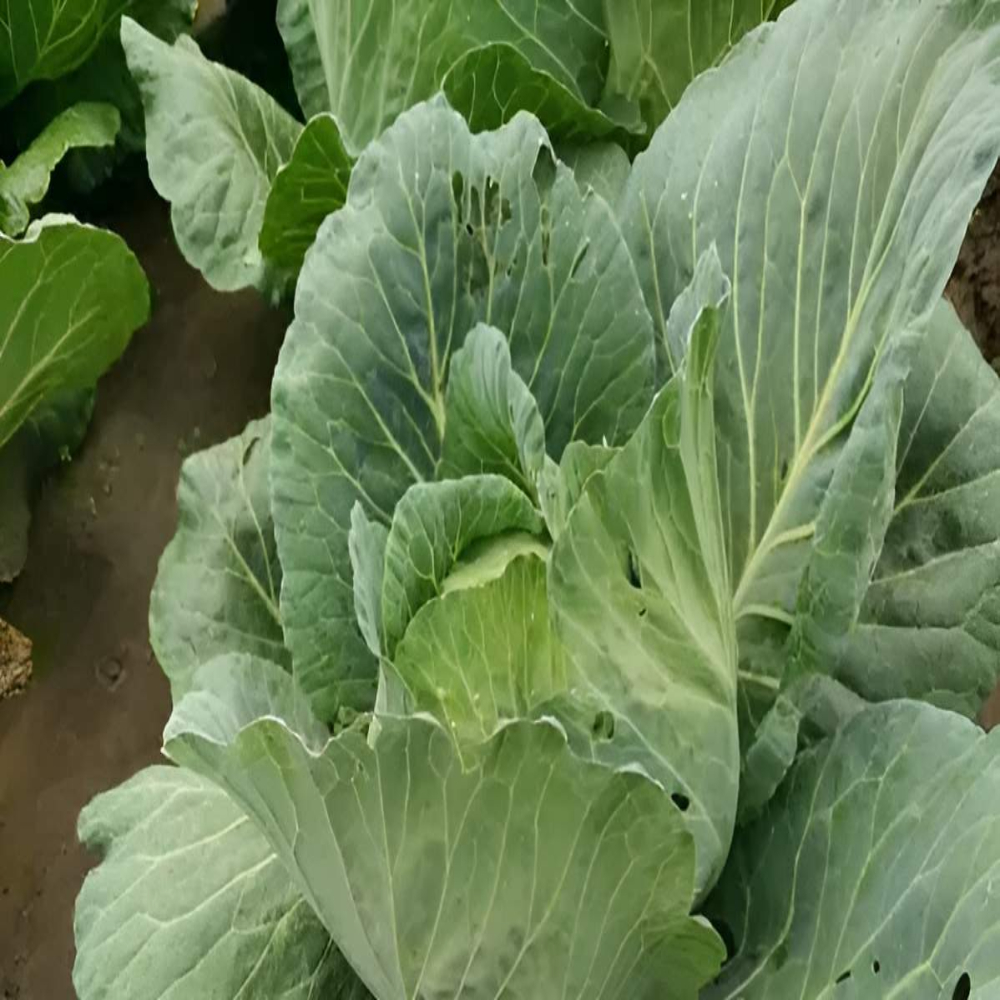 Λάχανο Goldenslam F1