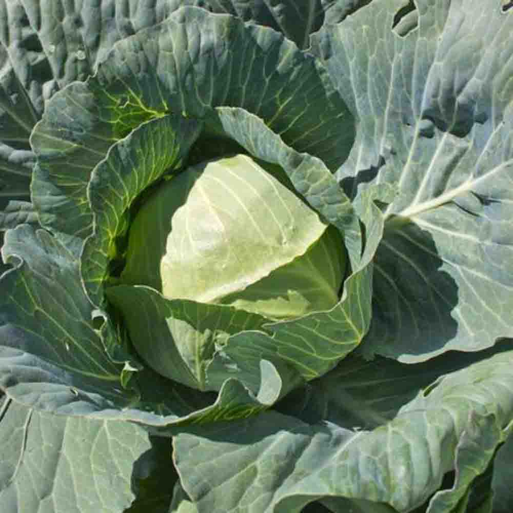 Λάχανο Hypoo F1