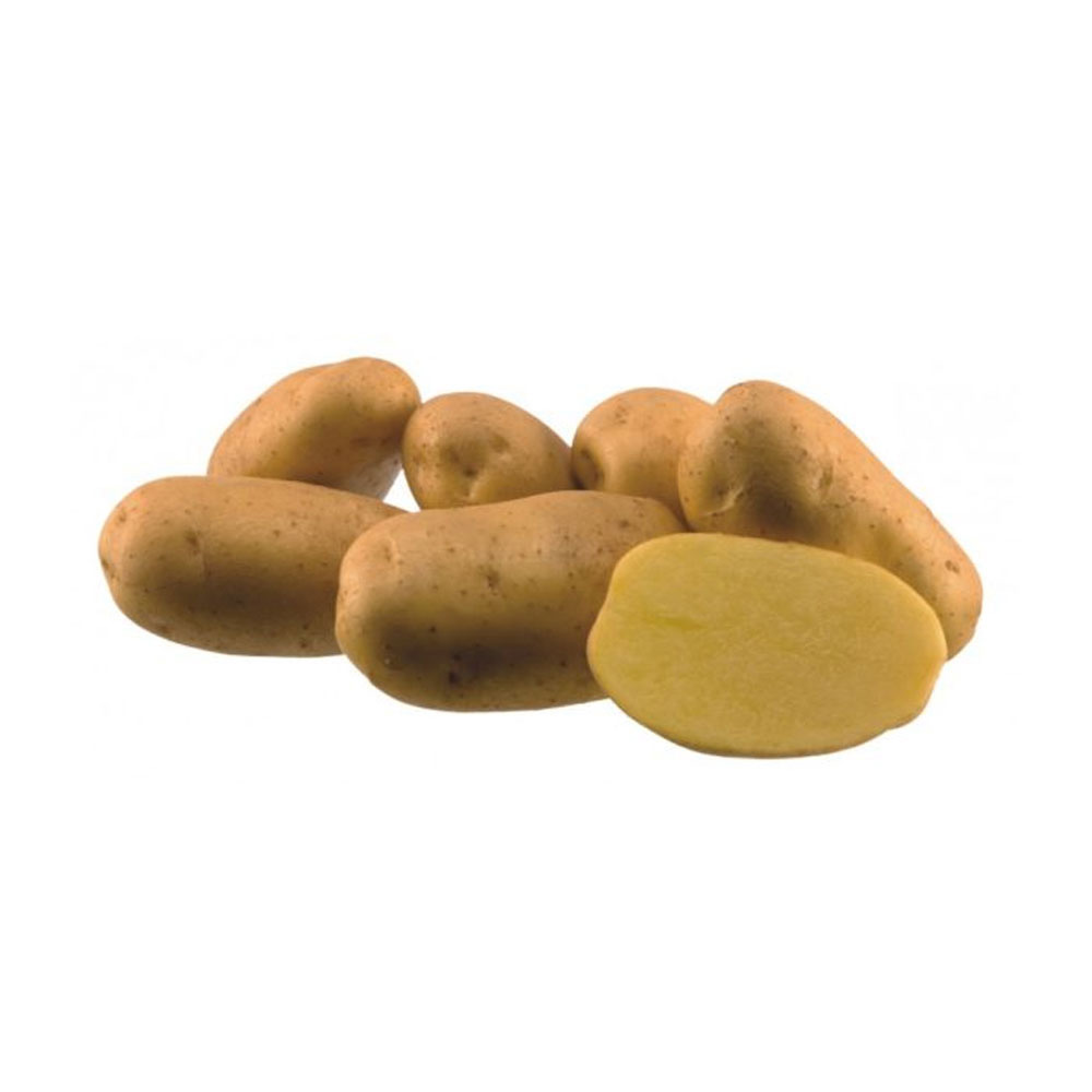 Πατατόσπορος Jaerla