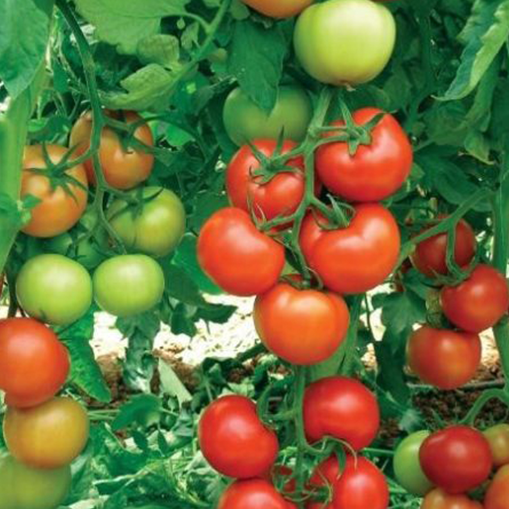 Τομάτα Nissos F1