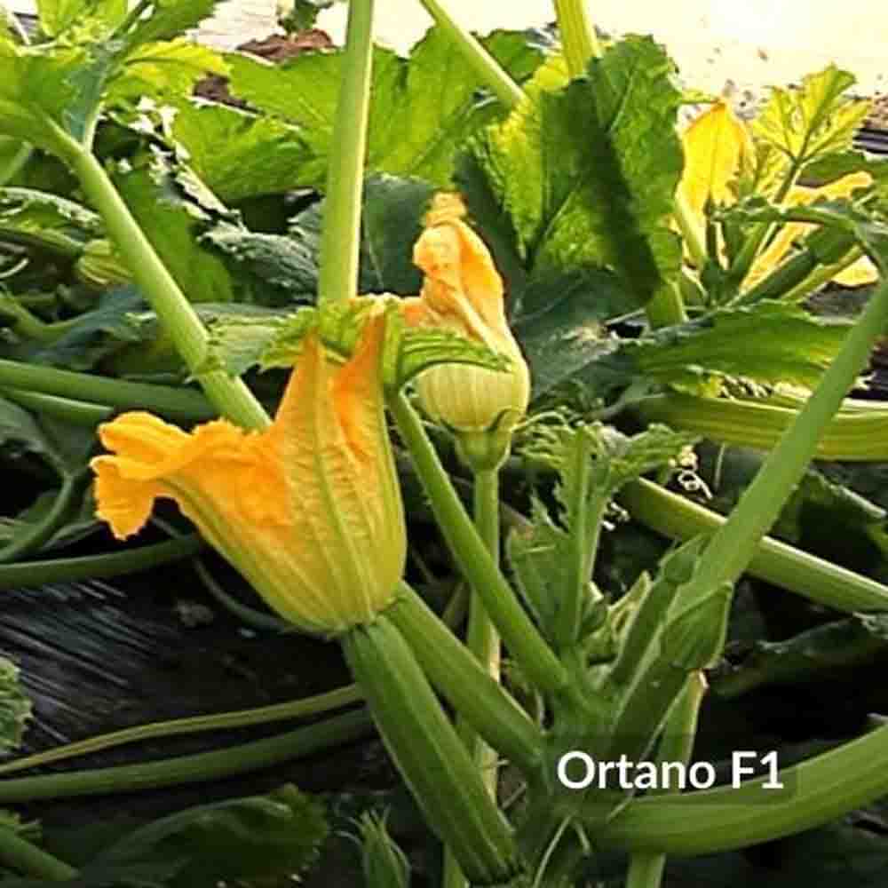 Κολοκύθι Ortano F1