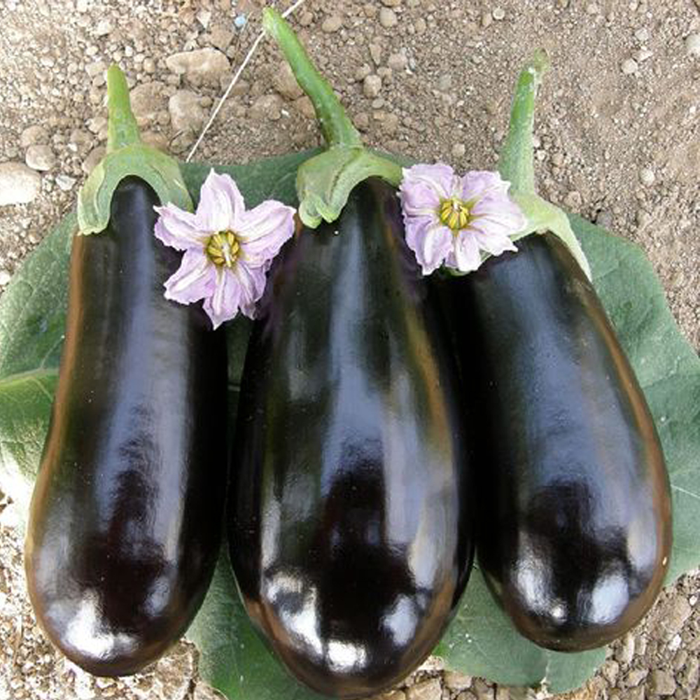 Μελιτζάνα Shakira F1