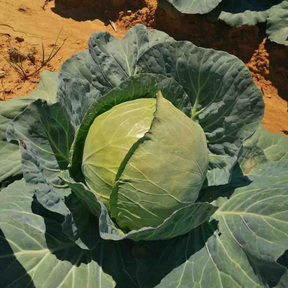 Λάχανο Supreme Vantage F1