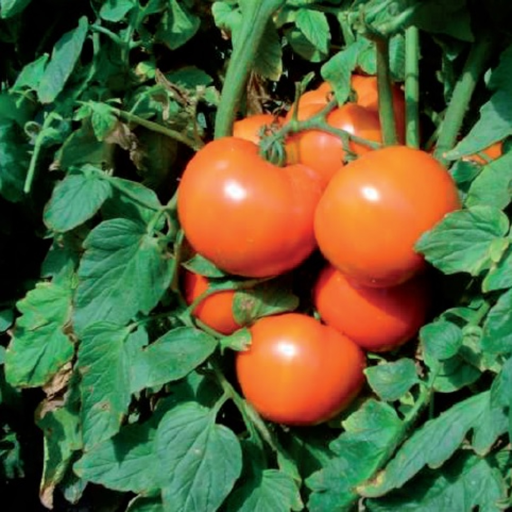 Τομάτα Υπαίθρια Troy F1