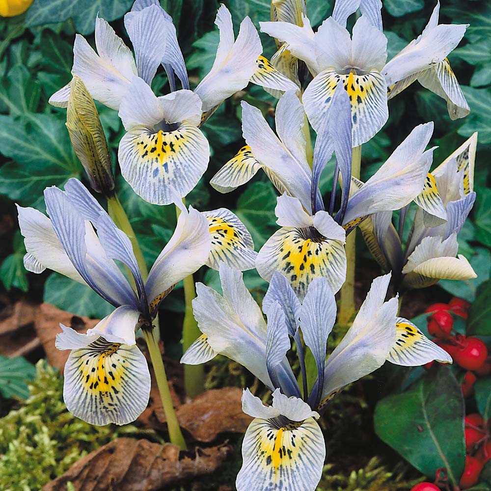 Ίριδα Katharine Hodgkin