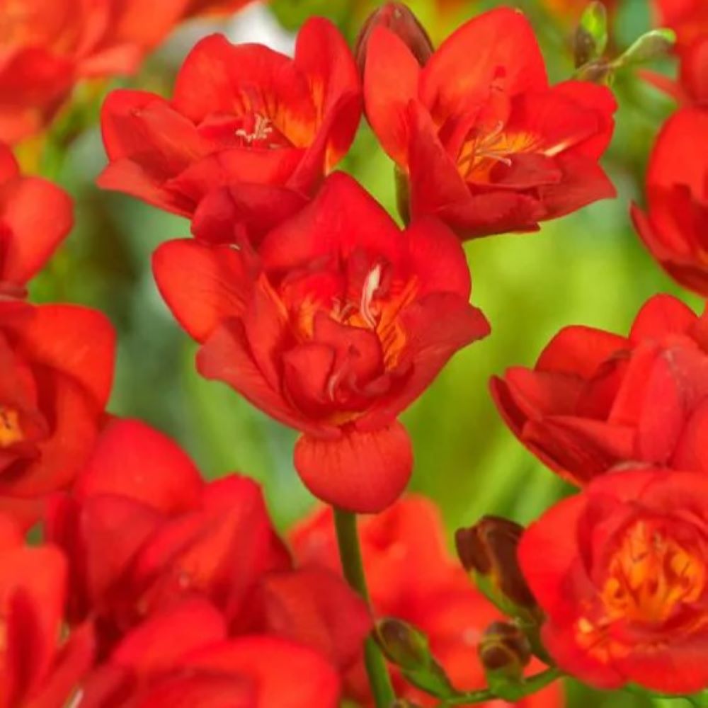 Φρέζια Διπλή Κόκκινη