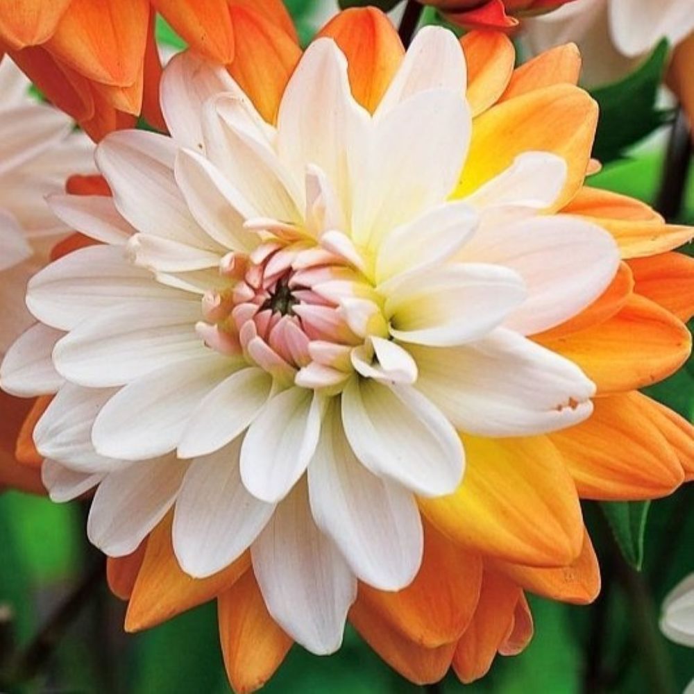 Ντάλια Coup de Soleil