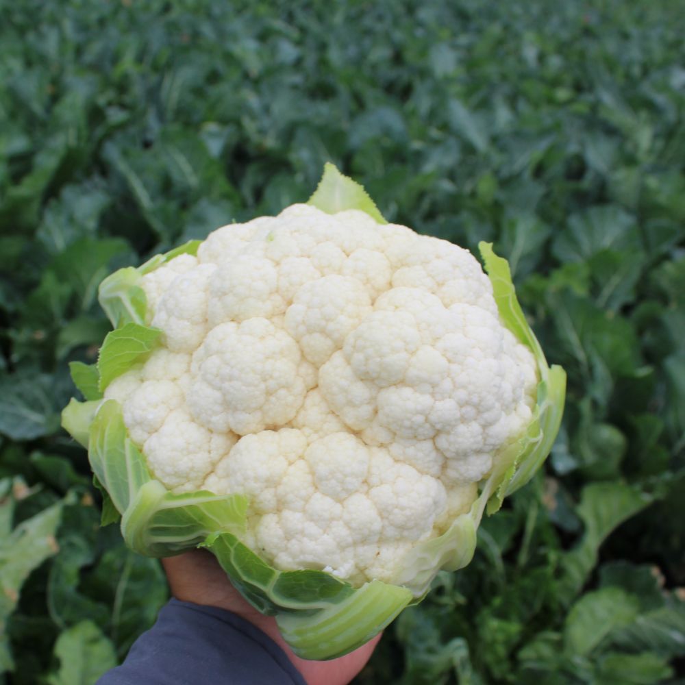 Κουνουπίδι Guideline F1