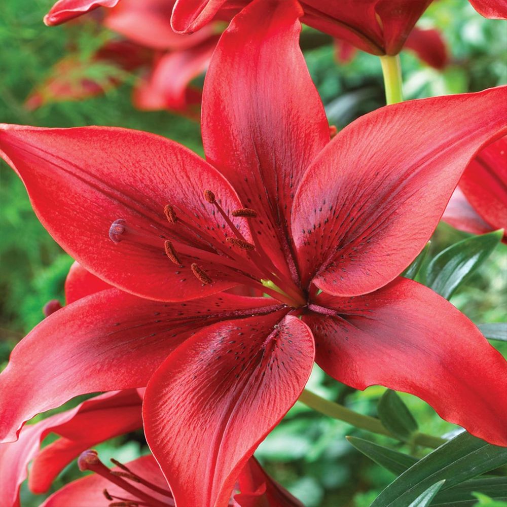 Λίλιουμ Gran Paradiso