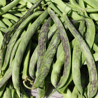 Μπαρμπουνοζαργάνα κοντή Bobis d'Albenga 