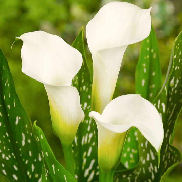 Κάλλα Λευκή