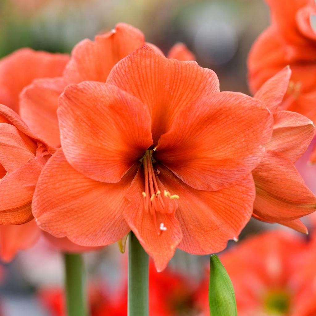 Αμαρυλλίδα Μονή Πορτοκαλί 