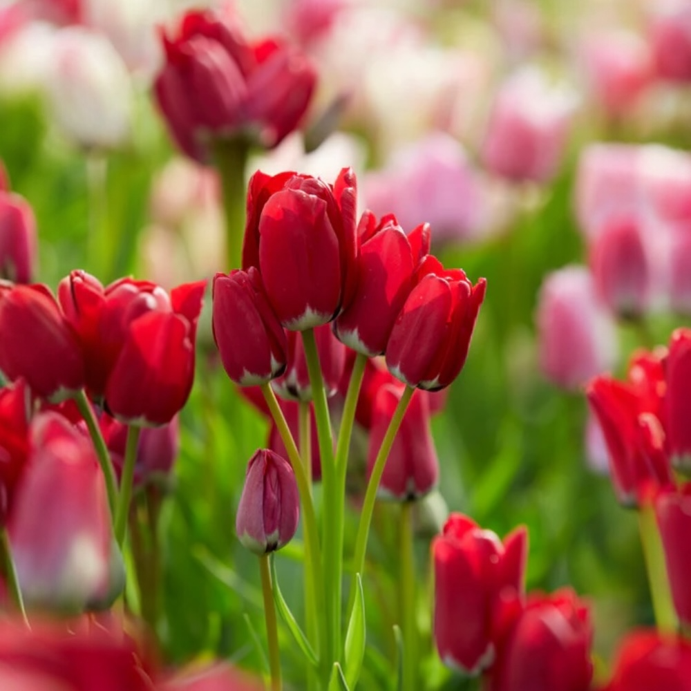 Τουλίπα Μπουκέτο