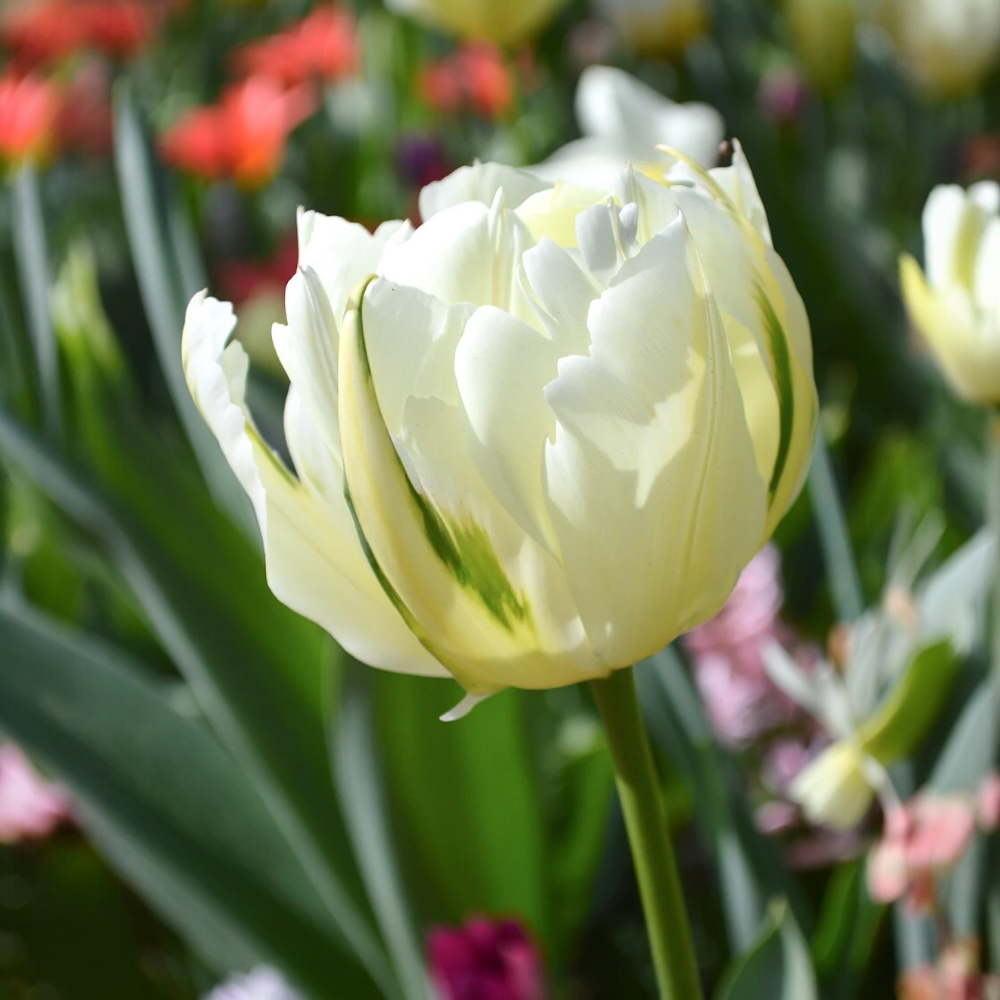 Τουλίπα Διπλή Παιώνια Λευκή