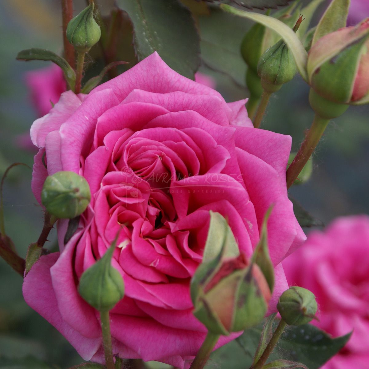 Τριανταφυλλιά Γοητεία του παλιού καιρού