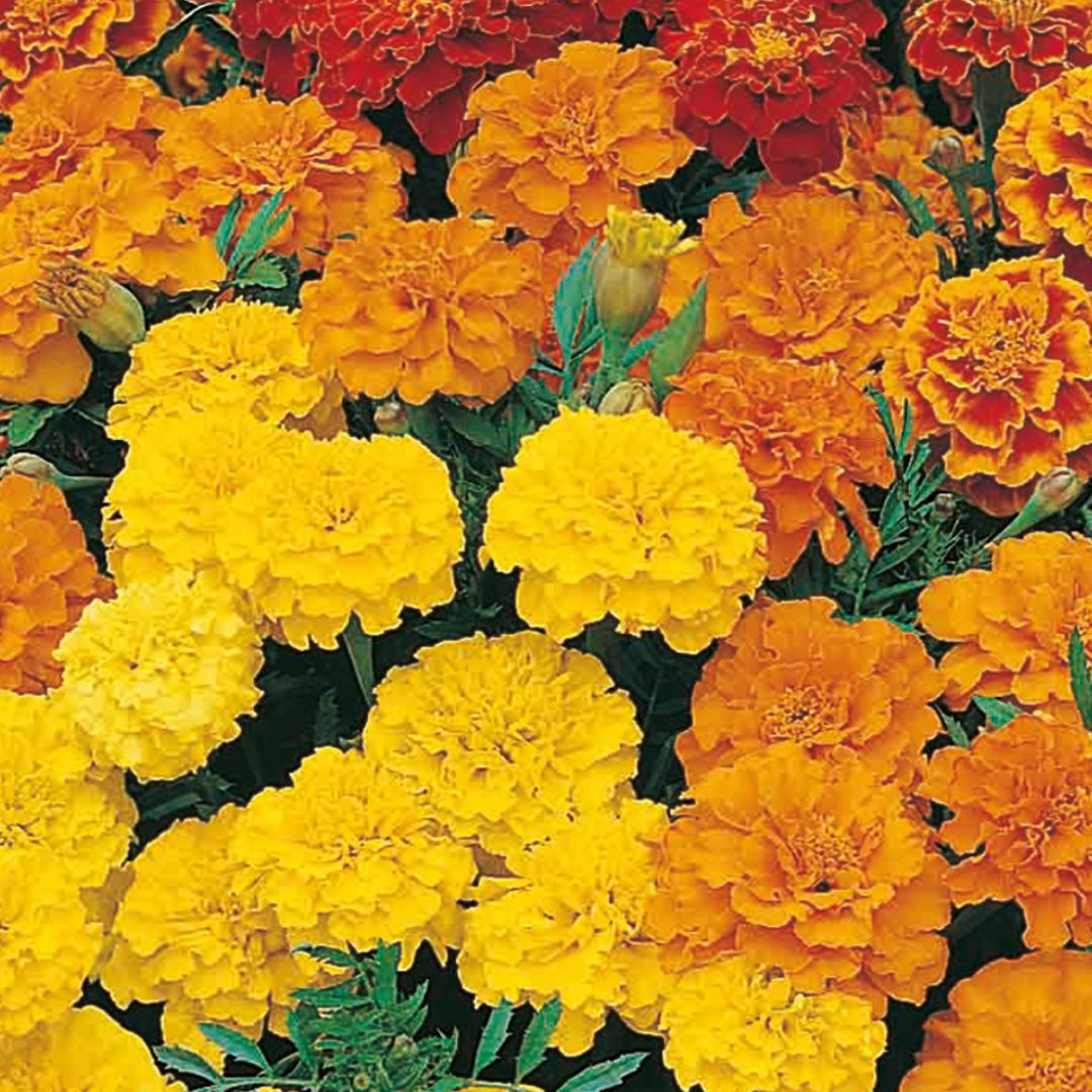 Κατηφές Κοντός Διπλός Μίγμα