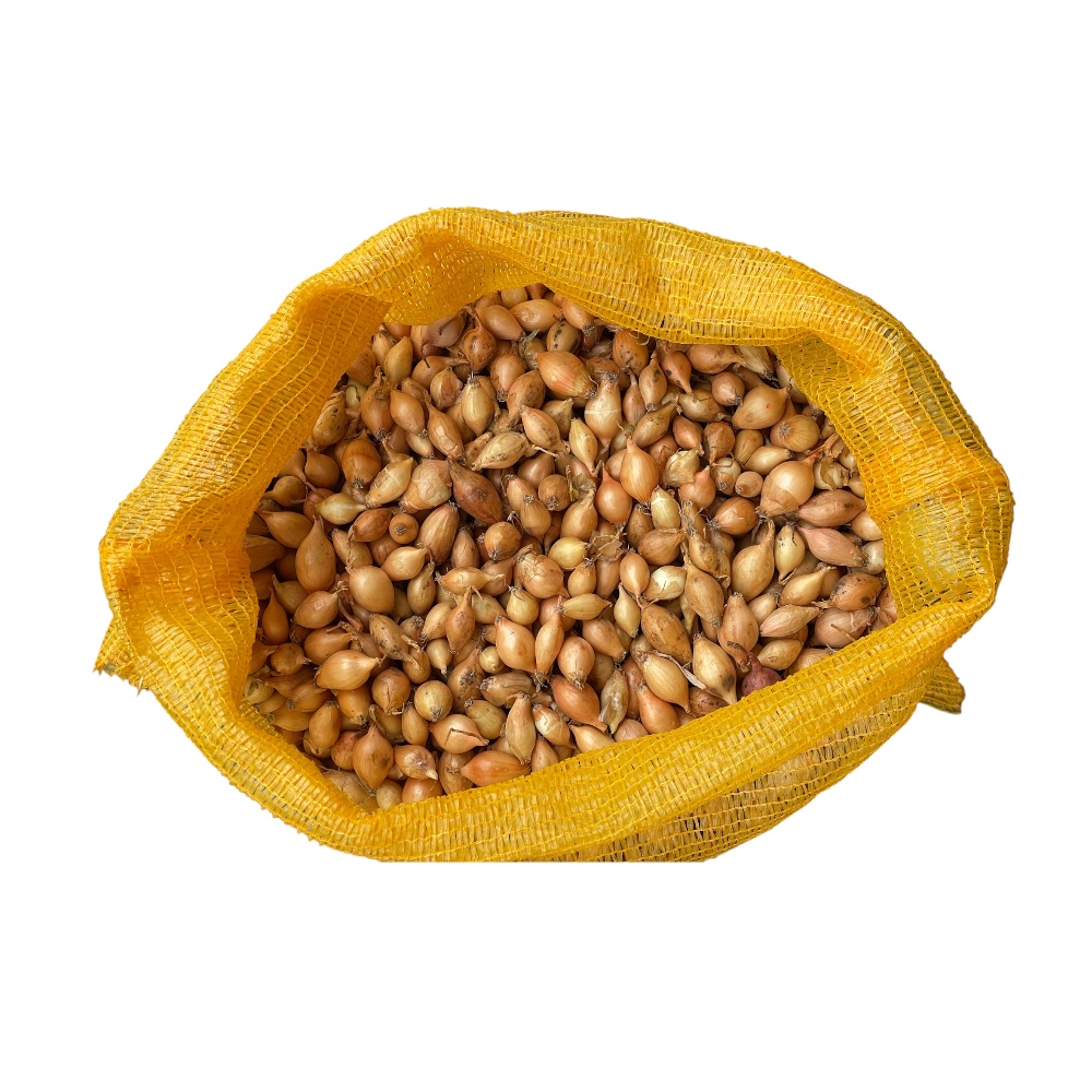 Κοκκάρι Ολλανδίας Μακρύ Sturon 14-21