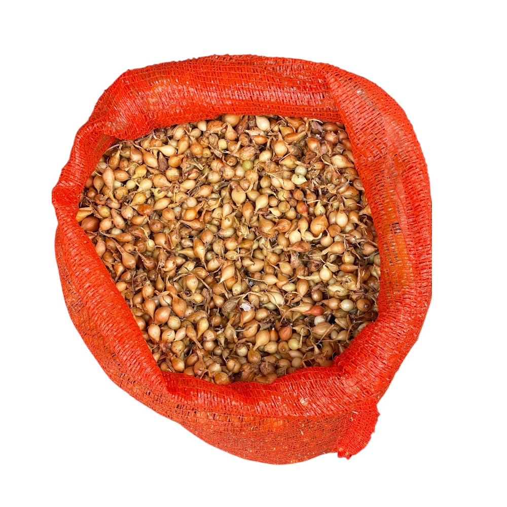 Κοκκάρι Ολλανδίας Stuttgarder 8-14