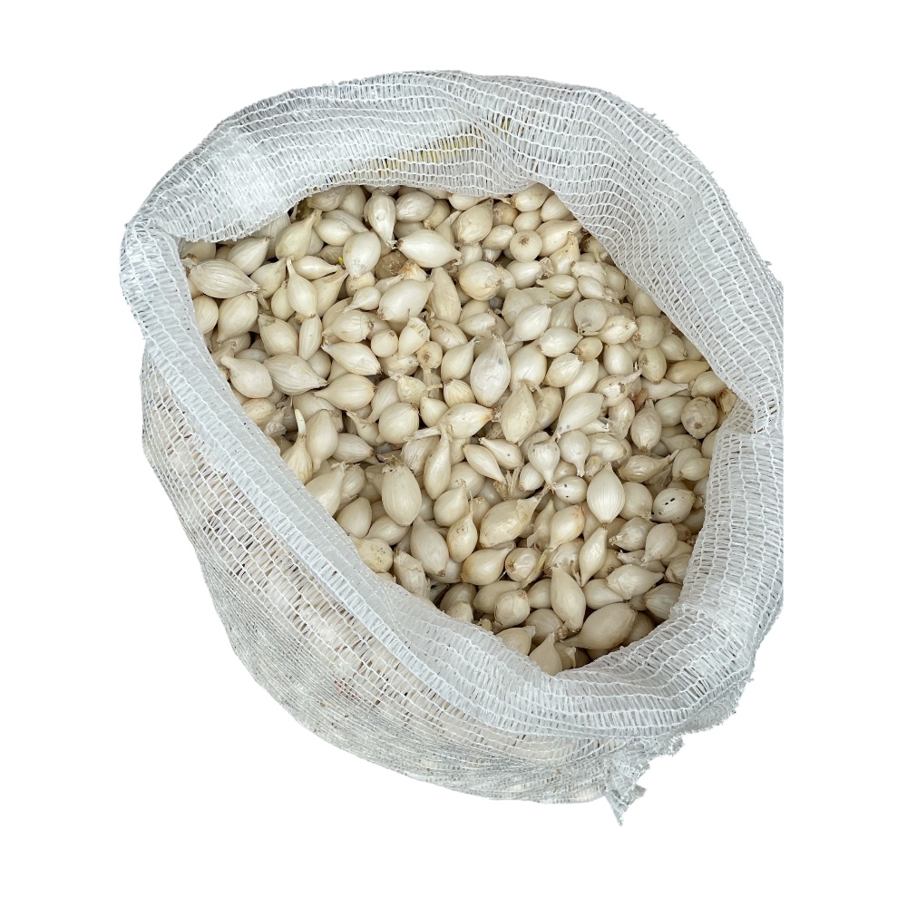 Κοκκάρι Λευκό Snowball 14-21