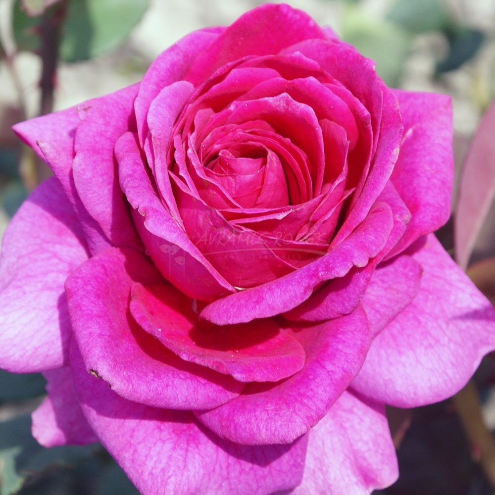 Τριανταφυλλιά Μέγας Πορφυρός