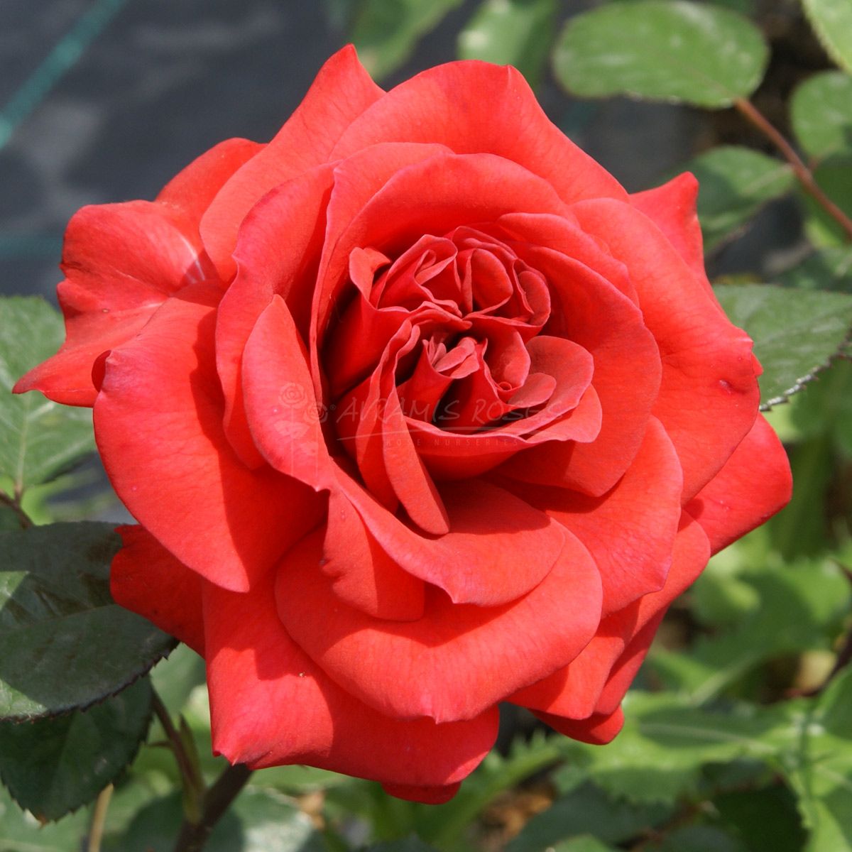 Τριανταφυλλιά Αττικόν Φώς