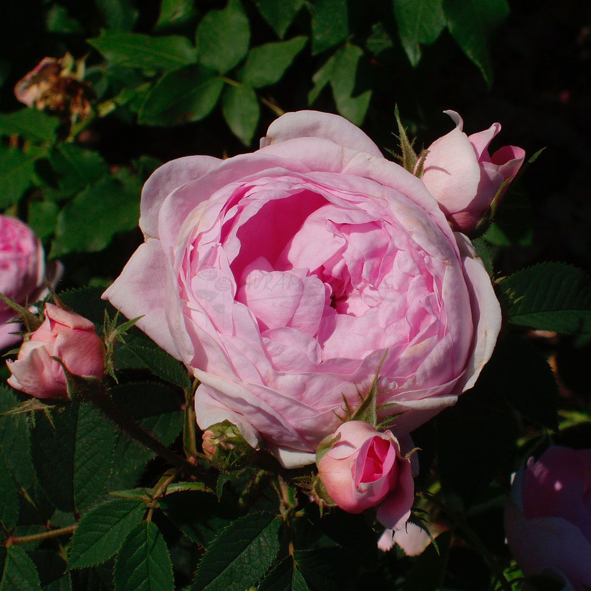 Τριανταφυλλιά Βασίλισσα της Δανίας