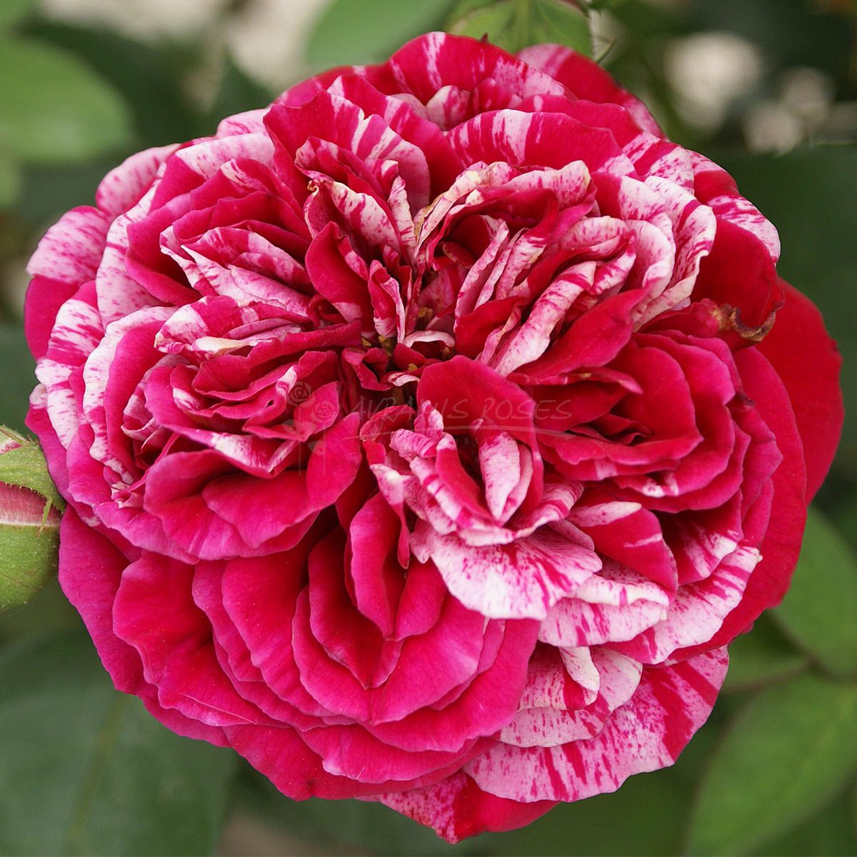 Τριανταφυλλιά Φαμ Φατάλ