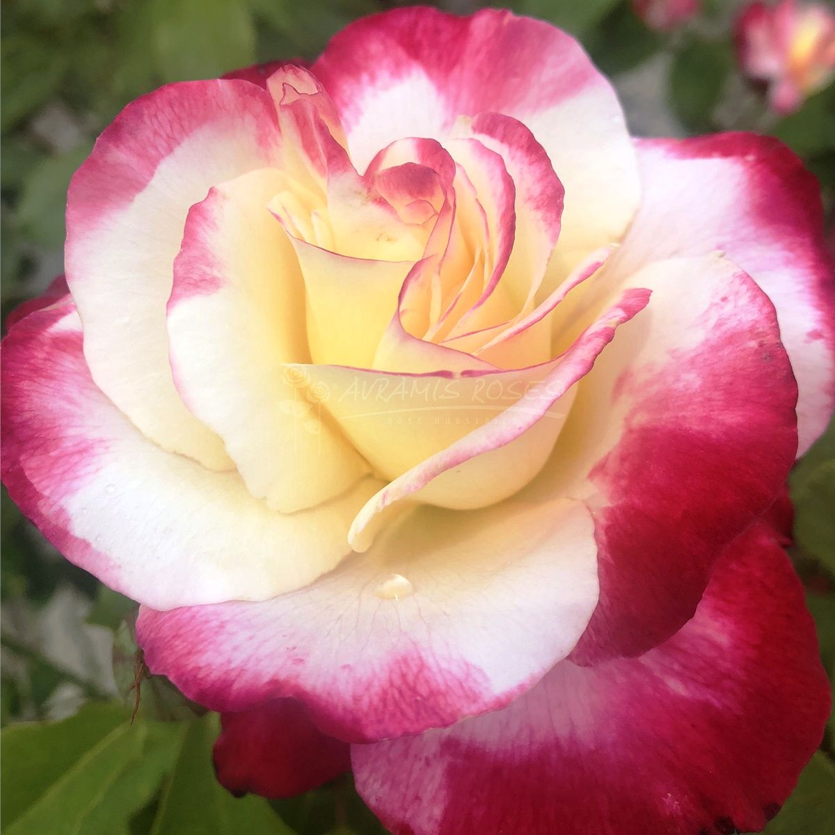 Τριανταφυλλιά Το Φώς της γης