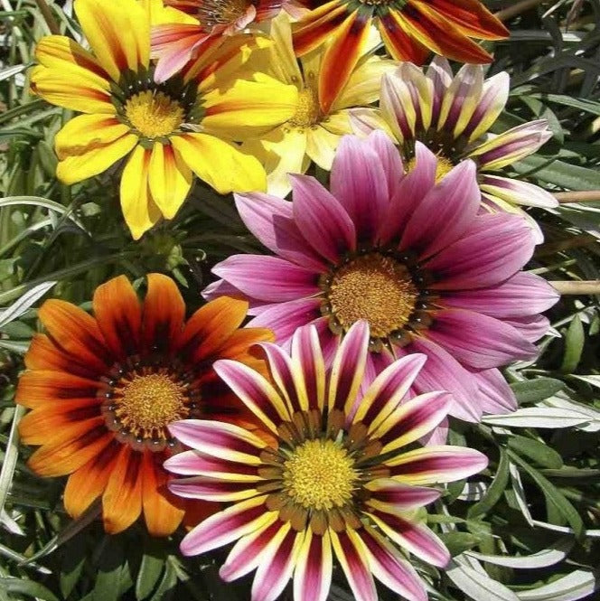 Γκαζάνια Μίγμα