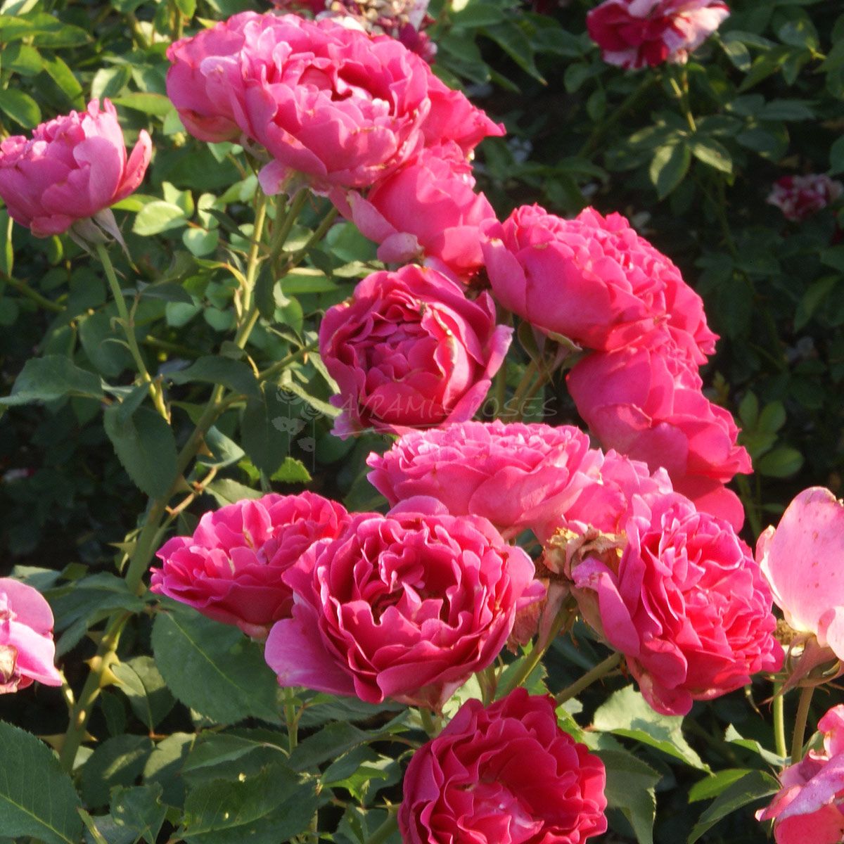 Τριανταφυλλιά Γίγας