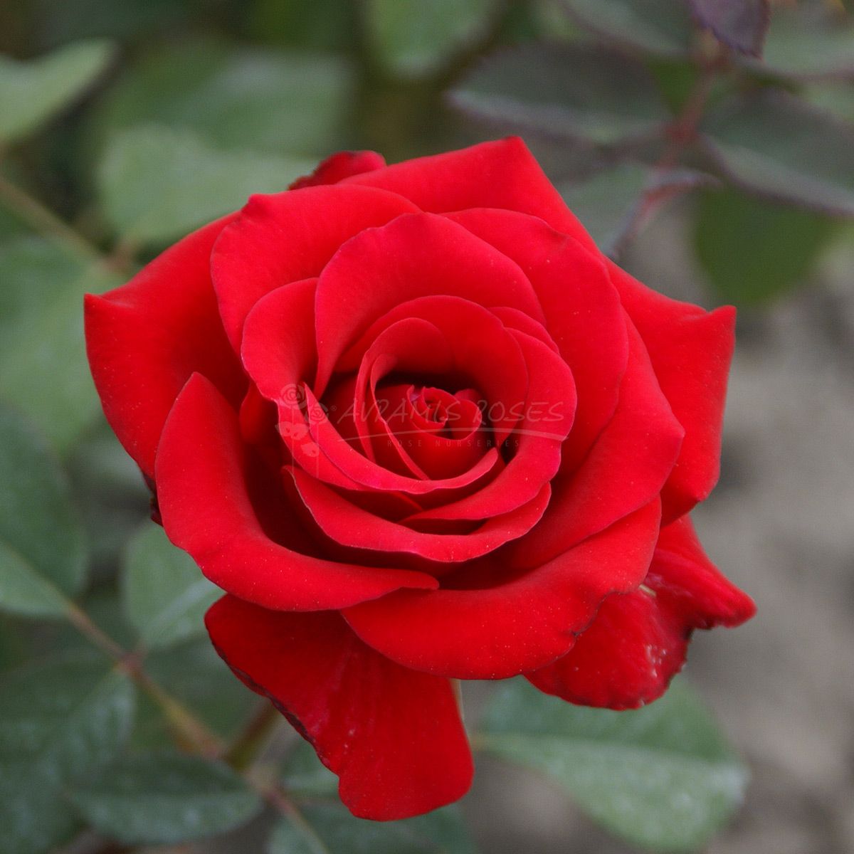 Τριανταφυλλιά Κόκκινος Θησαυρός 