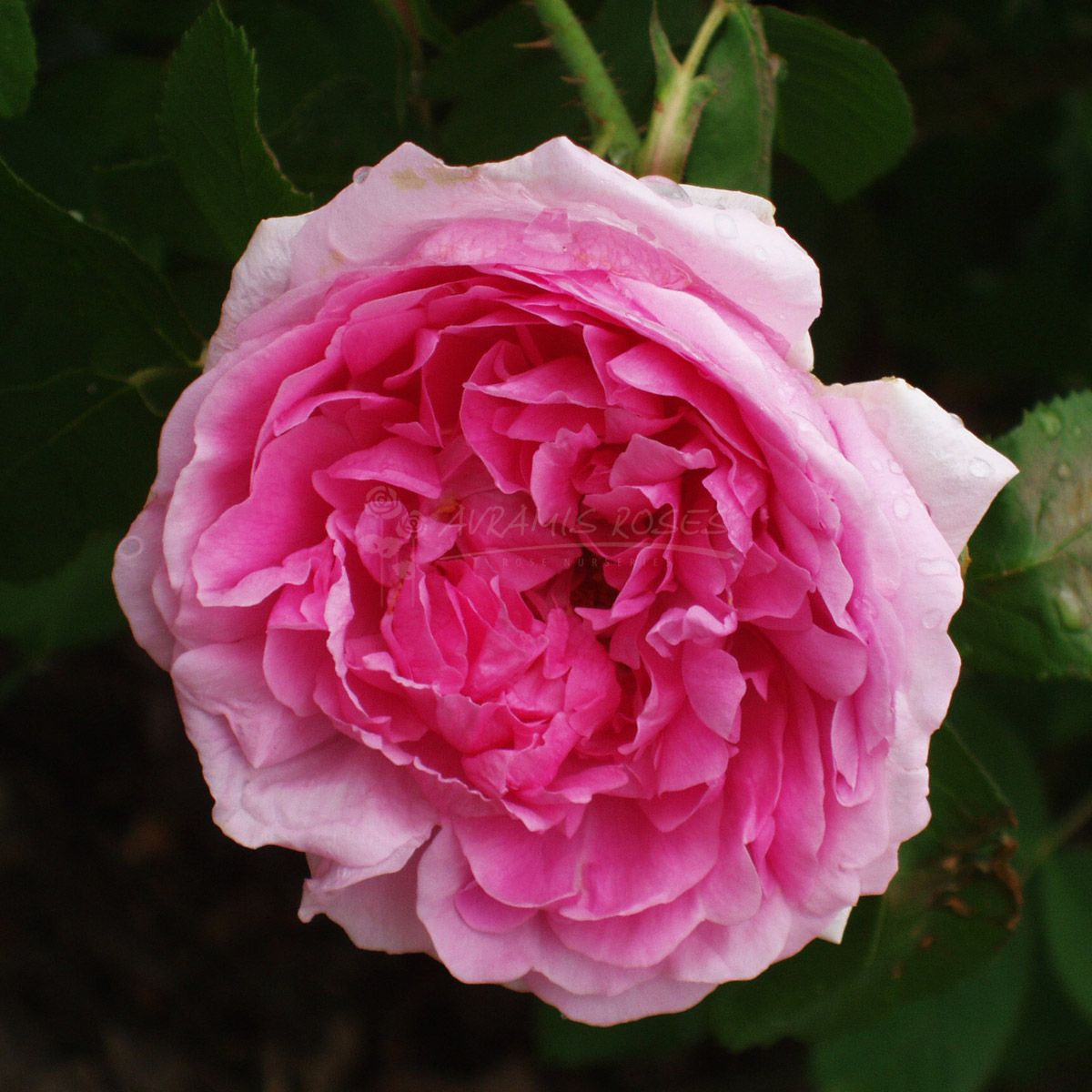 Τριανταφυλλιά Κόμης του Σαμπόρ