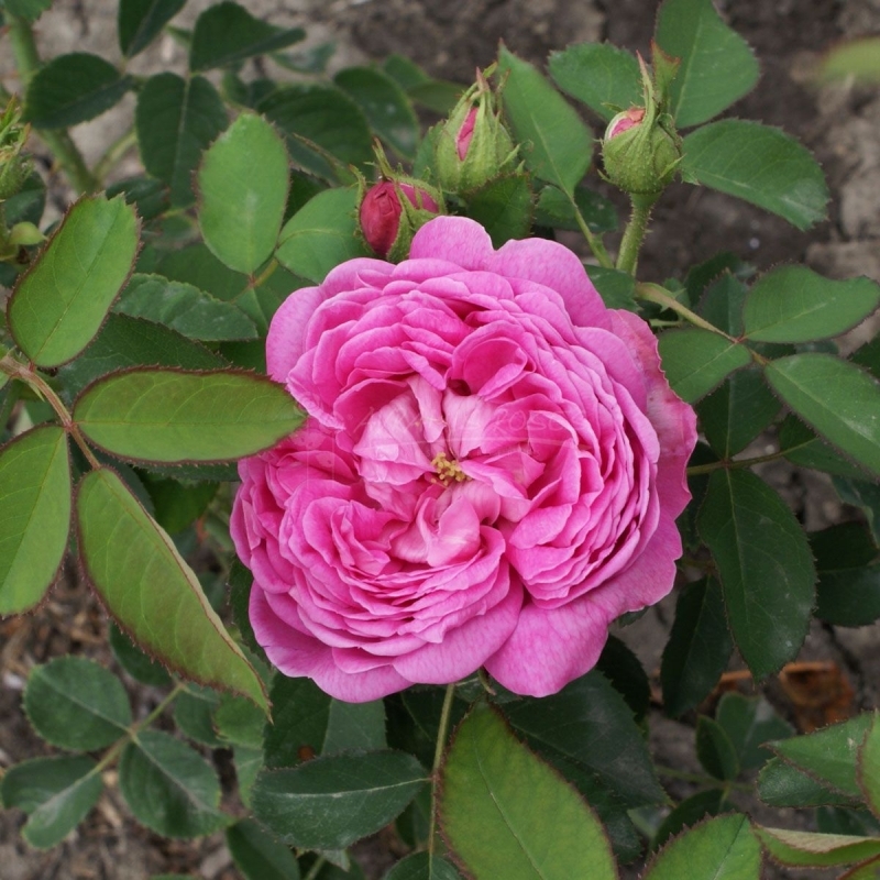 Τριανταφυλλιά Παλιά Εκατόφυλλη απο τη Χίο