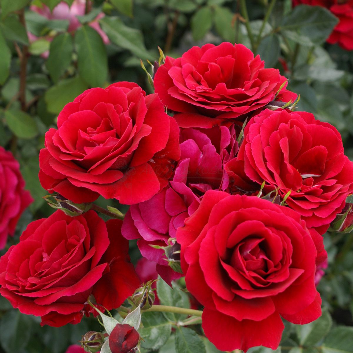 Τριανταφυλλιά Κυρία Πασχαλίνα