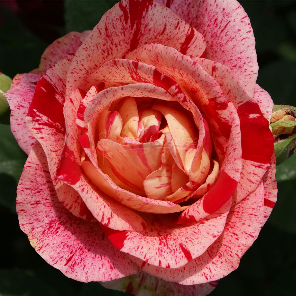 Τριανταφυλλιά Πηροτεχνήματα