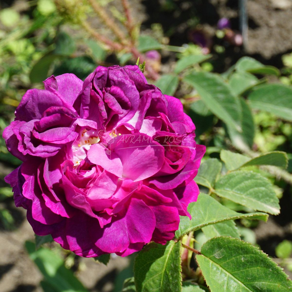 Τριανταφυλλιά Ροδή Η Δαμασκηνή