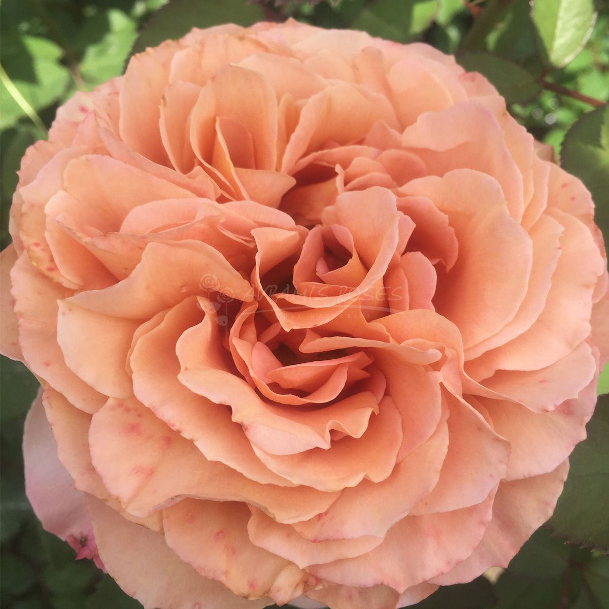 Τριανταφυλλιά Σοκολάτα-Πορτοκαλί