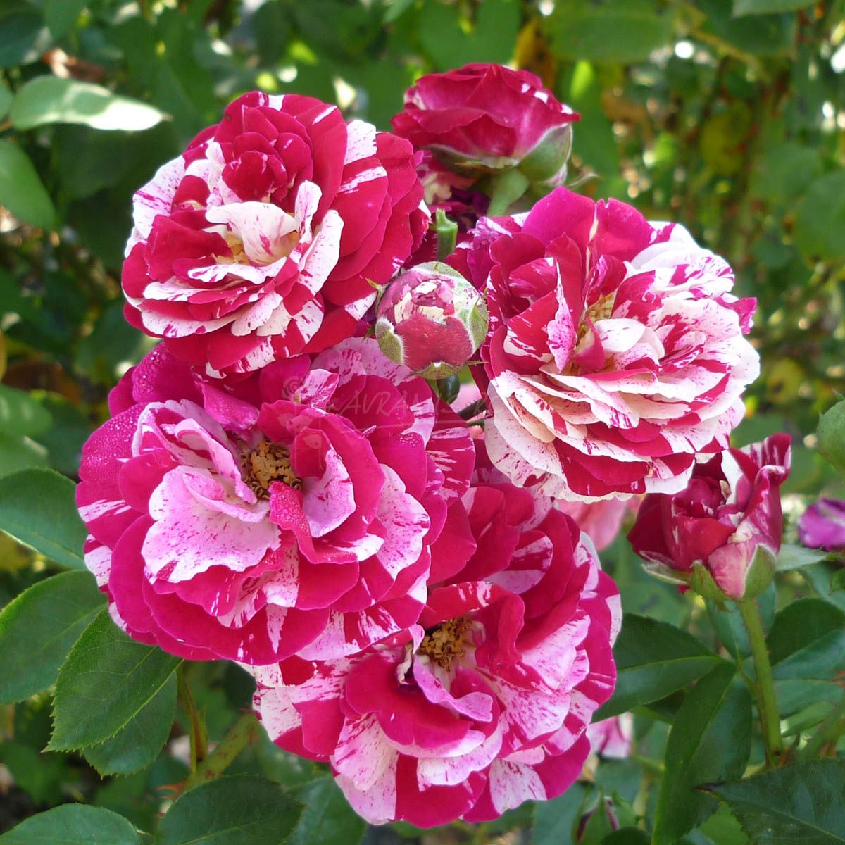 Τριανταφυλλιά Ταμπάκο