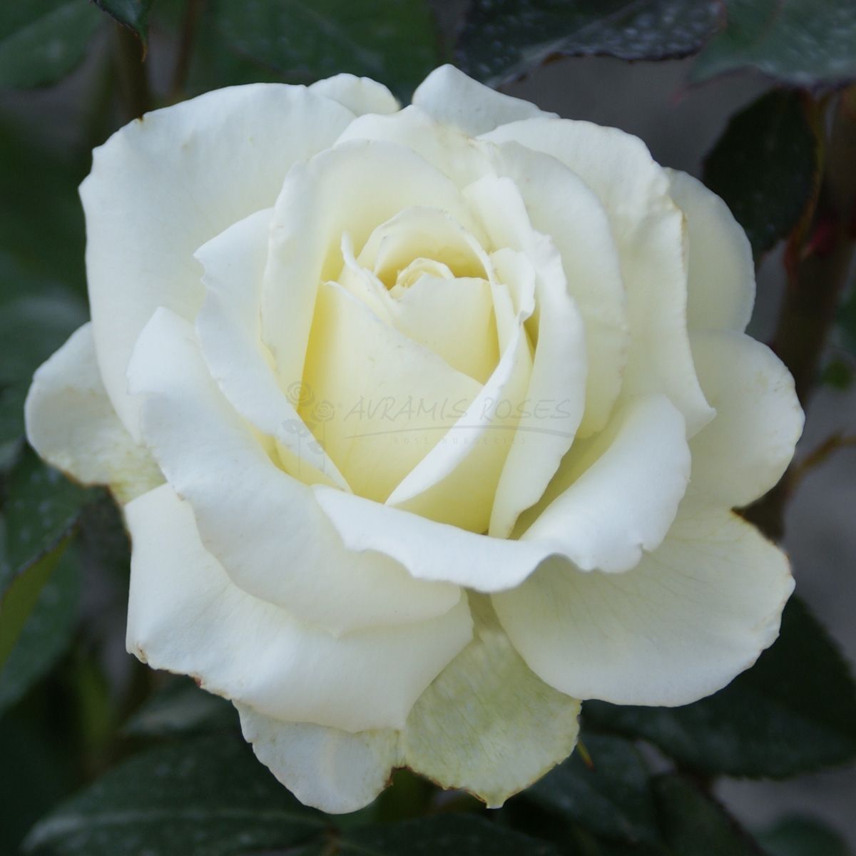 Τριανταφυλλιά Τίνα