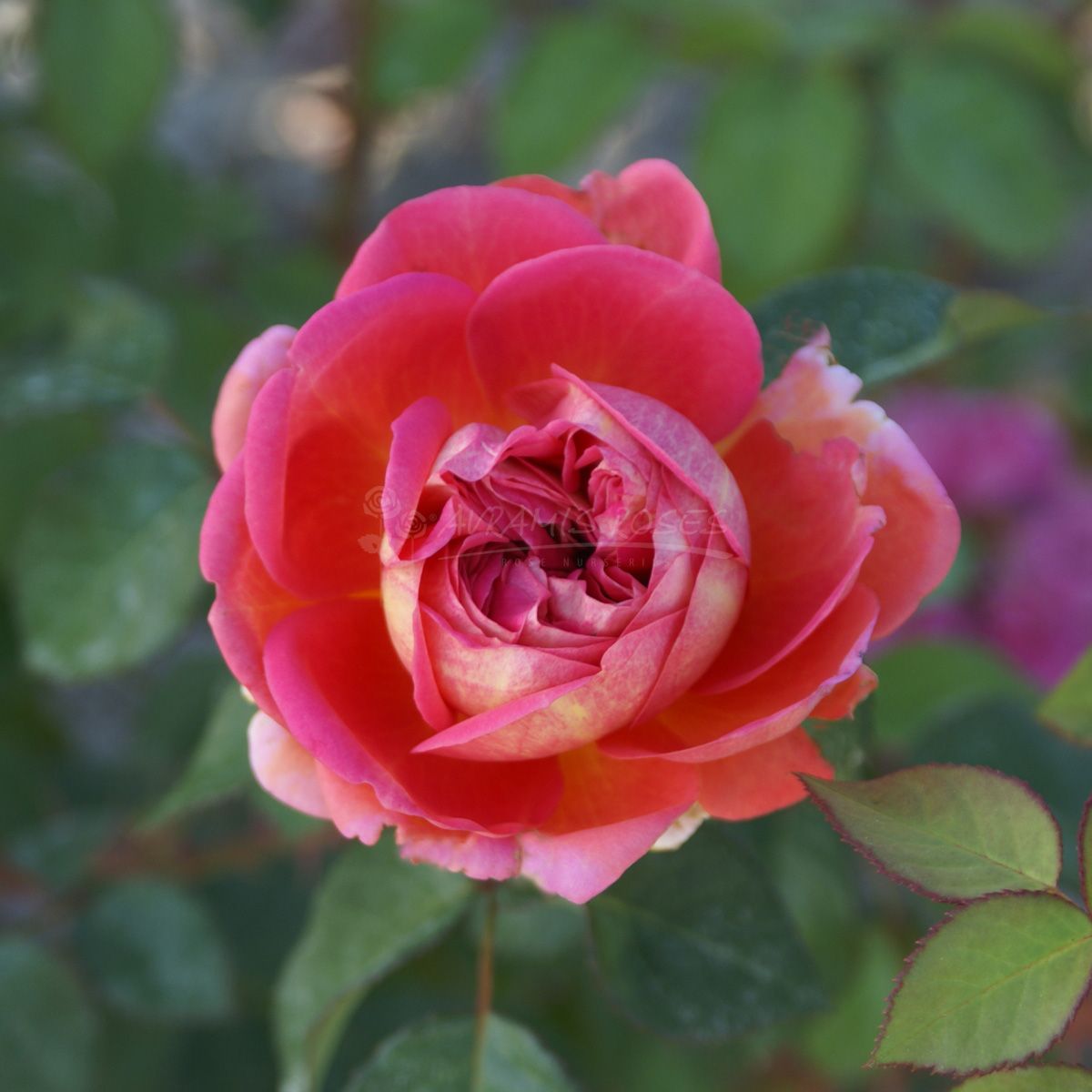 Τριανταφυλλιά Ύμνος Ρόδινος