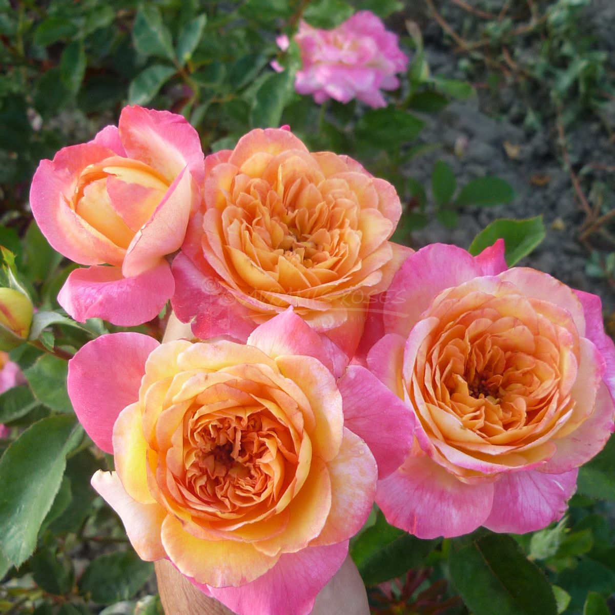 Τριανταφυλλιά Χρυσάνθη