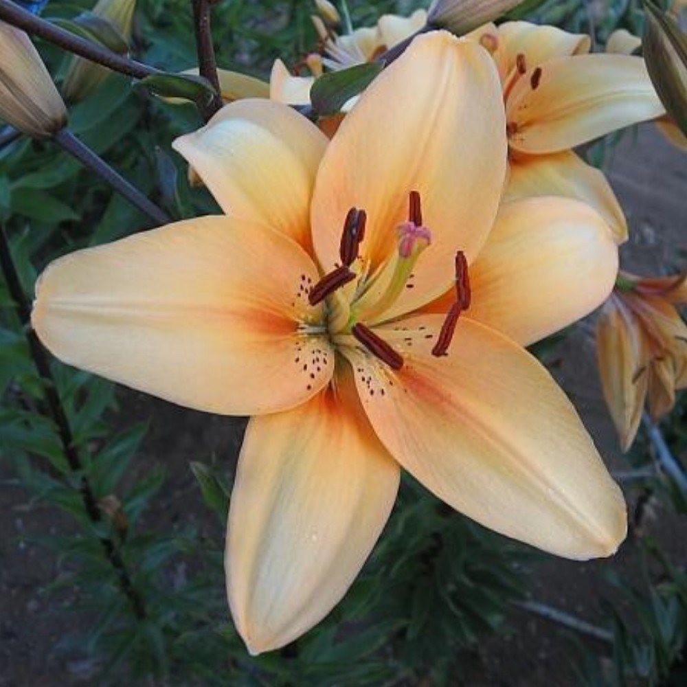 Λίλιουμ Asiatic Κίτρινο