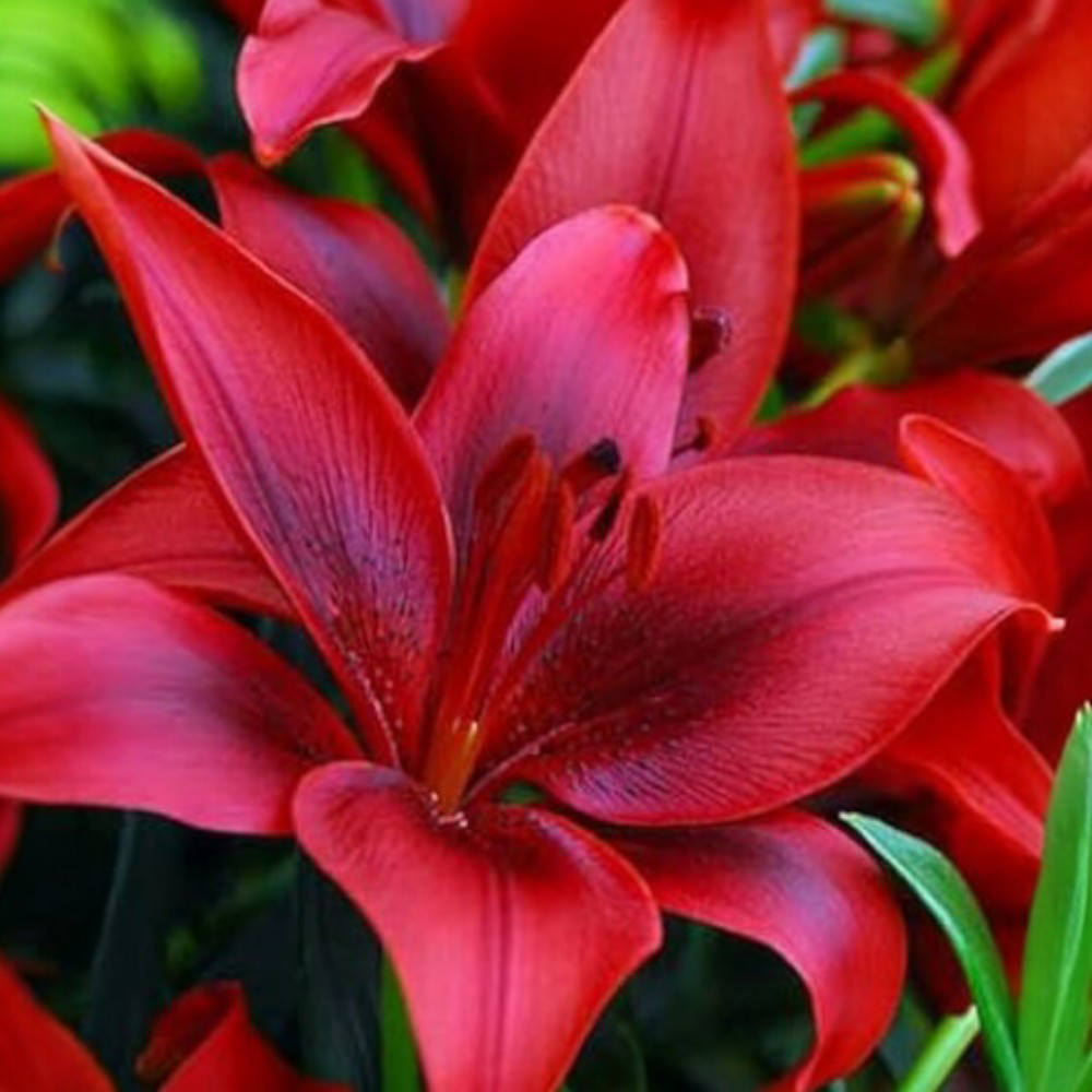 Λίλιουμ Asiatic Κόκκινο 