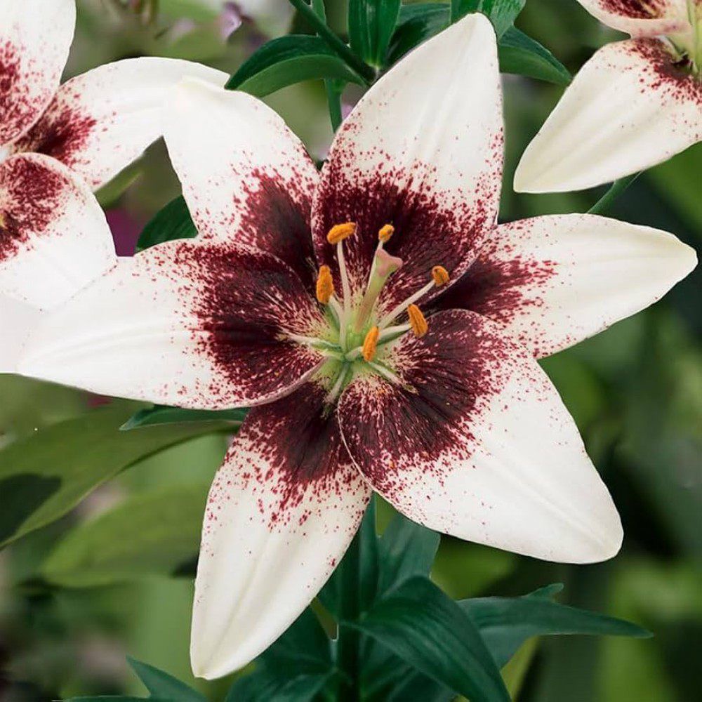 Λίλιουμ Asiatic White Pixels