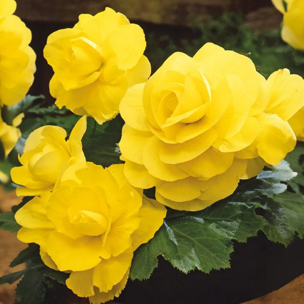 Βεγόνια Διπλή Κίτρινη 